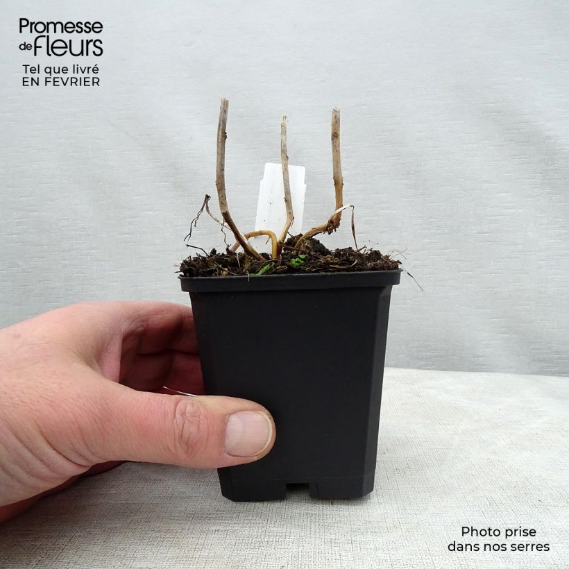 Physalis alkekengi var. franchetii 8/9 cm pot sample as delivered in winter