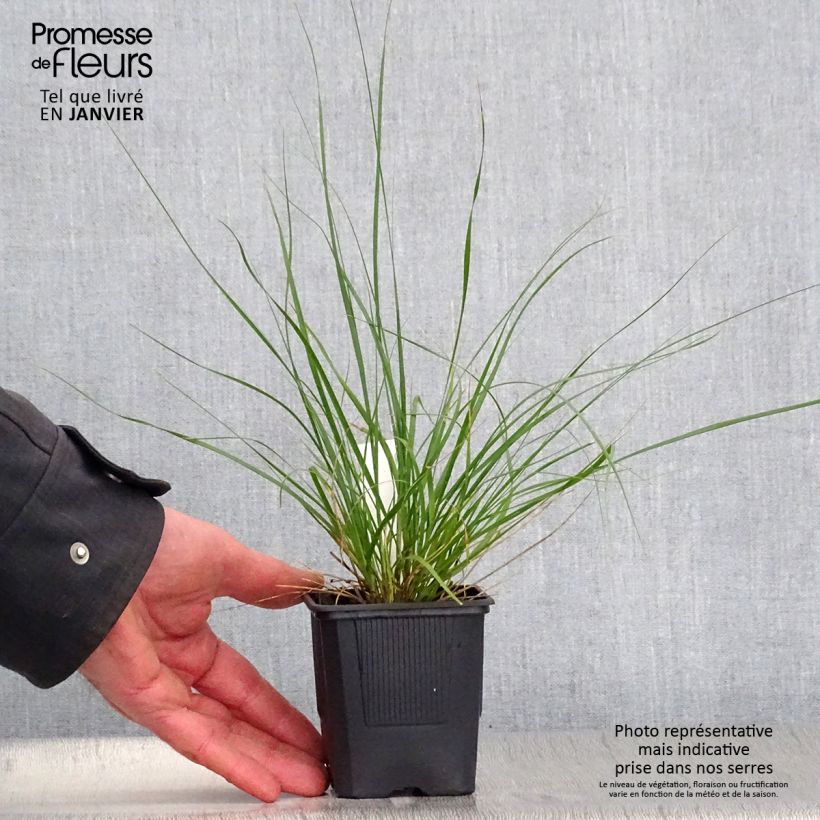 Ampelodesmos mauritanicus 8/9 cm pot sample as delivered in winter