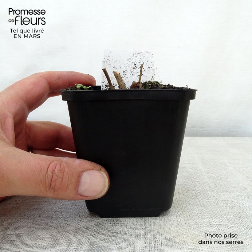 Amsonia hubrichtii 8/9 cm pot sample as delivered in spring