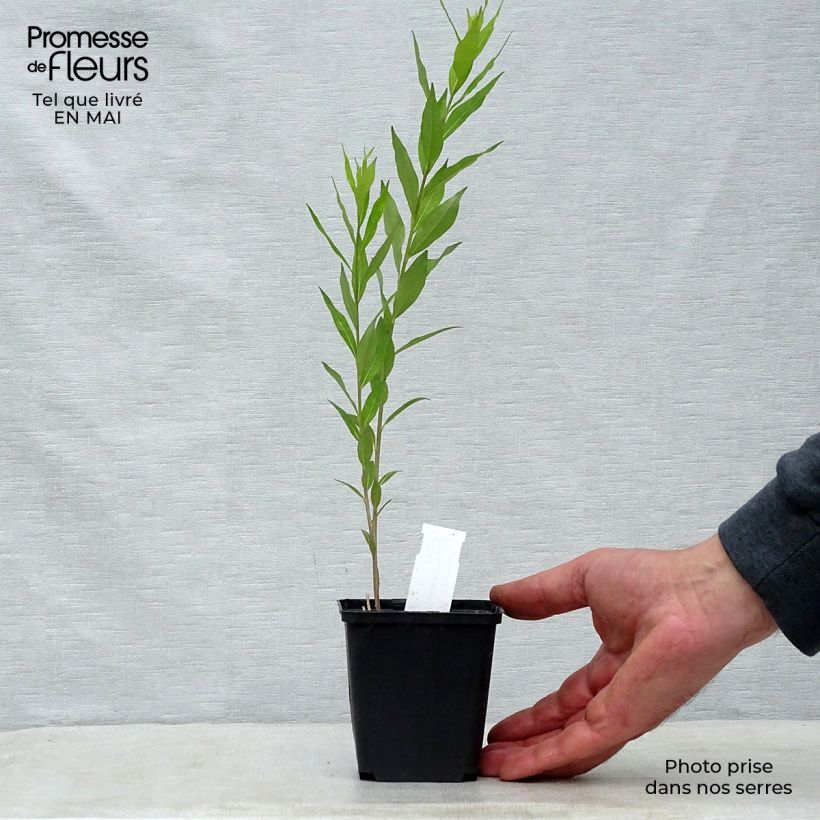 Amsonia tabernaemontana var. salicifolia 8/9 cm pot sample as delivered in spring