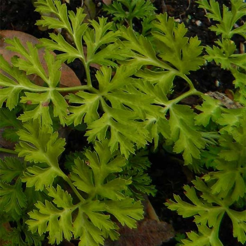 Anemone coronaria St Brigid Mix (Foliage)