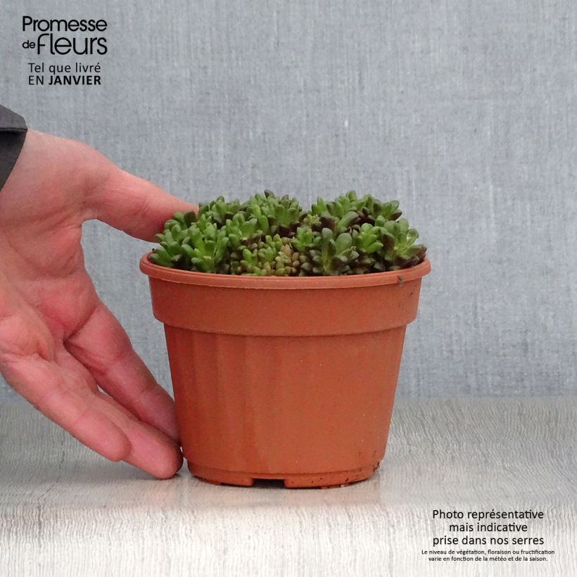 Anacampseros filamentosa 12cm pot sample as delivered in winter
