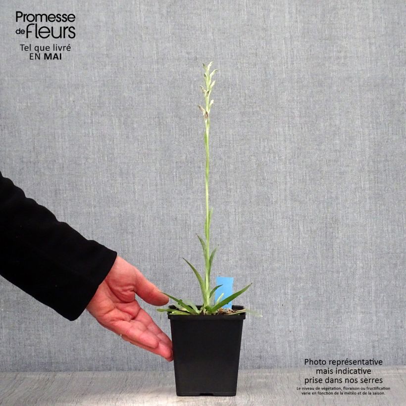 Anacamptis sancta 1.5L/2L pot sample as delivered in spring