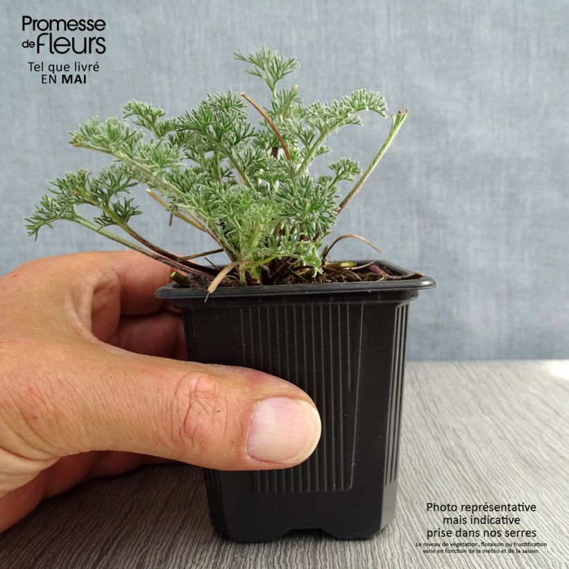 Anacyclus pyrethrum var. depressus 8/9 cm pot sample as delivered in spring