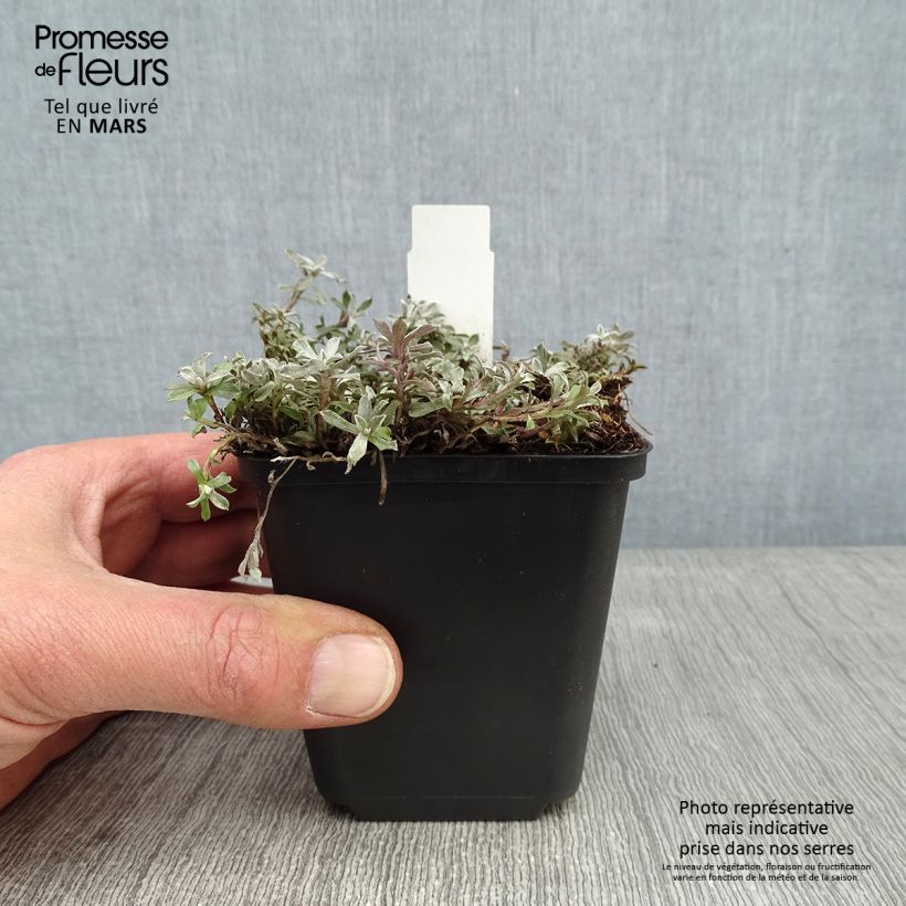 Anaphalis alpicola 8/9 cm pot sample as delivered in winter