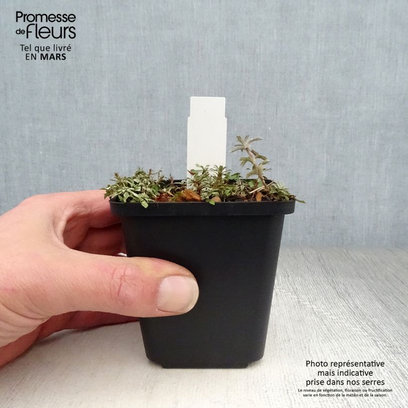 Anaphalis alpicola 8/9 cm pot sample as delivered in spring