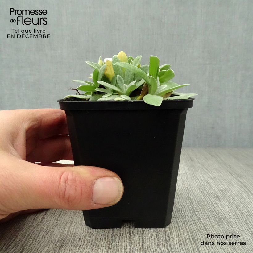 Anaphalis margaritacea Neuschnee 8/9 cm pot sample as delivered in winter