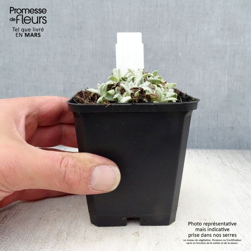 Anaphalis margaritacea Neuschnee 8/9 cm pot sample as delivered in spring