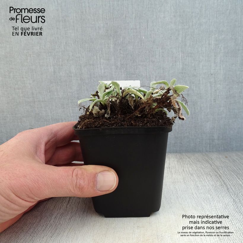 Anaphalis triplinervis 8/9 cm pot sample as delivered in winter