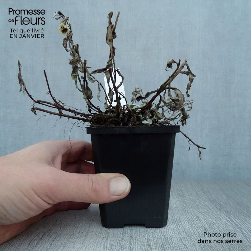 Anaphalis triplinervis Sommerschnee 8/9 cm pot sample as delivered in winter