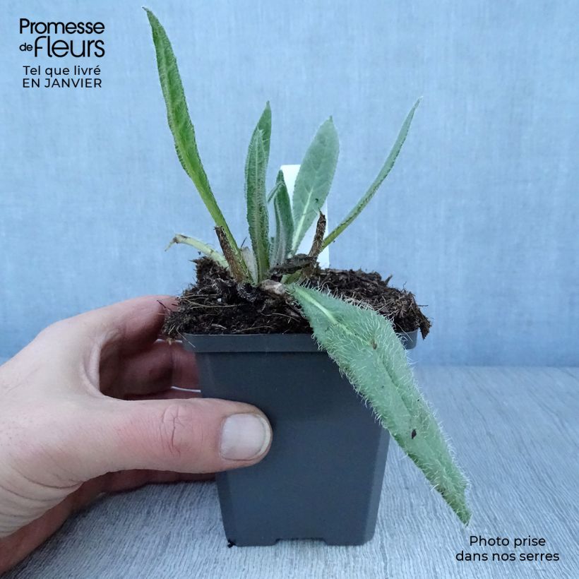 Anchusa azurea Dropmore 8/9 cm pot sample as delivered in winter