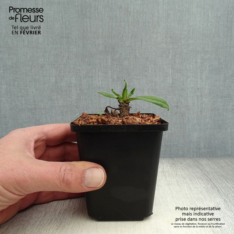 Anchusa azurea Loddon Royalist 8/9 cm pot sample as delivered in winter