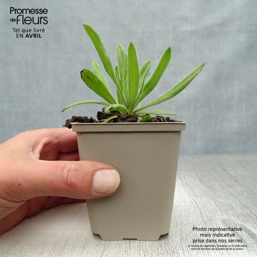 Anchusa azurea Loddon Royalist 8/9 cm pot sample as delivered in spring