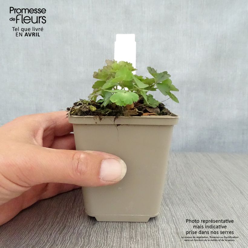 Aquilegia atrata - Columbine 8/9 cm pot sample as delivered in spring