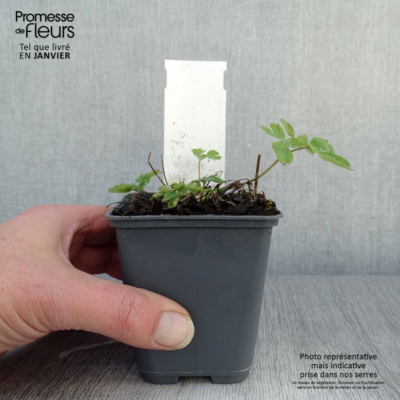 Aquilegia Rose Queen - Columbine 8/9 cm pot sample as delivered in winter