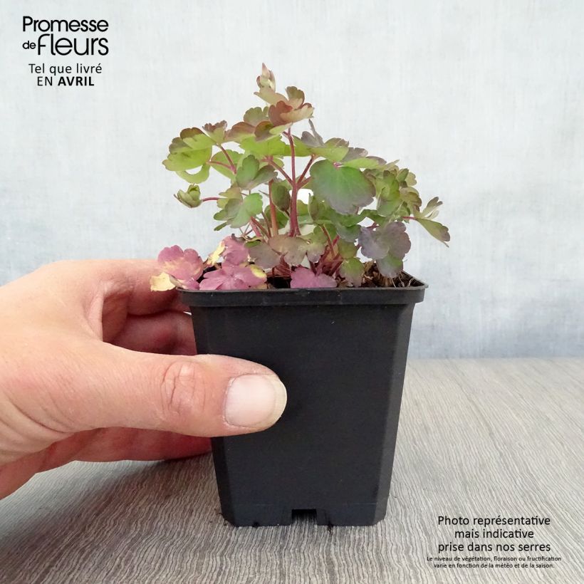 Aquilegia vulgaris - Columbine 8/9 cm pot sample as delivered in spring