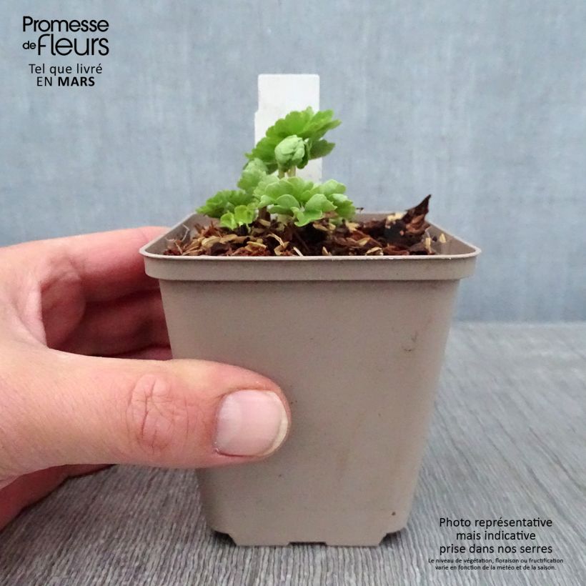 Aquilegia vulgaris Munstead White - Columbine 8/9 cm pot sample as delivered in winter