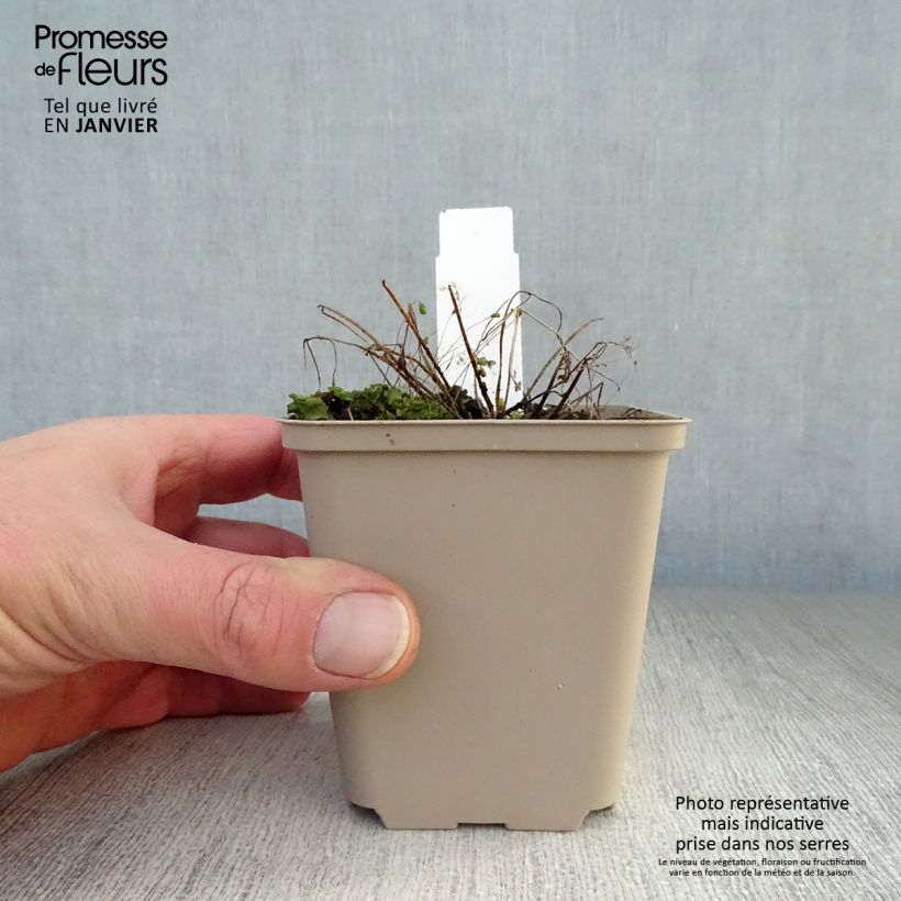 Aquilegia viridiflora Chocolate Soldier - Columbine 8/9 cm pot sample as delivered in winter