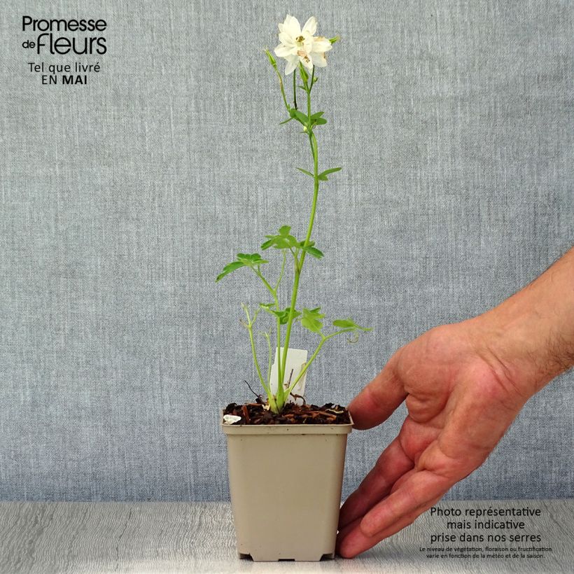 Aquilegia vulgaris Clementine White - Columbine 8/9 cm pot sample as delivered in spring