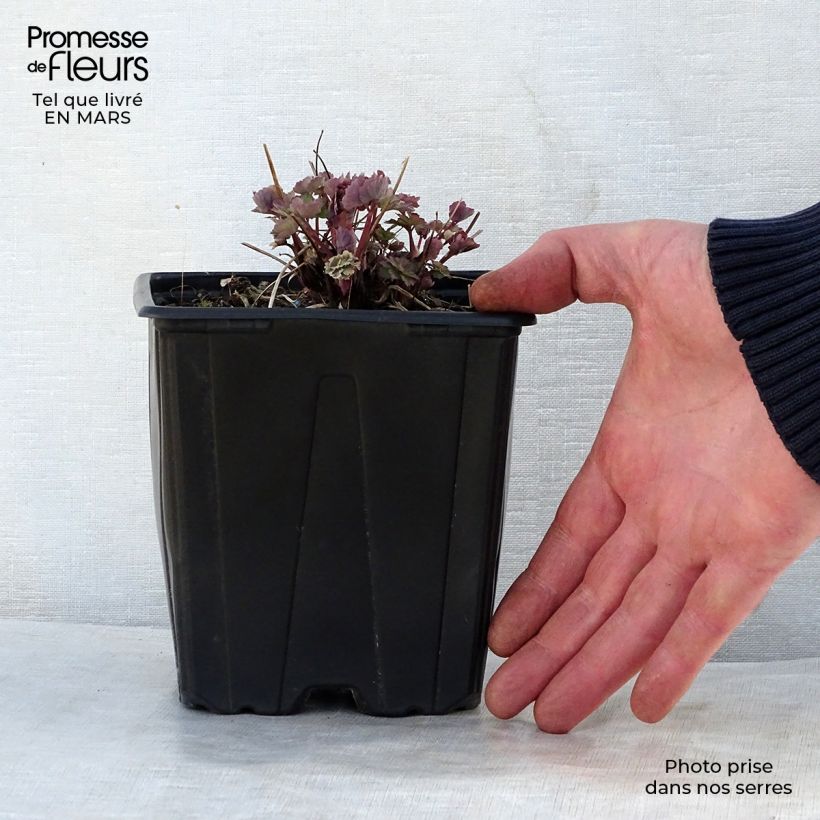 Aquilegia Crimson Star - Columbine 2L/3L pot sample as delivered in spring