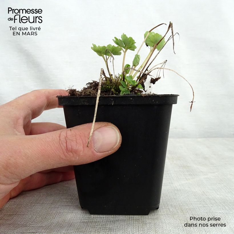 Aquilegia vulgaris Green Apples - Columbine 8/9 cm pot sample as delivered in spring