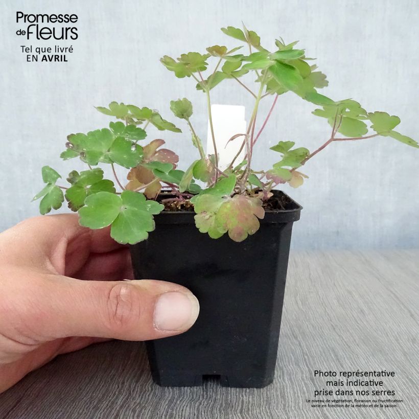 Aquilegia vulgaris Blue Barlow - Columbine 8/9 cm pot sample as delivered in spring