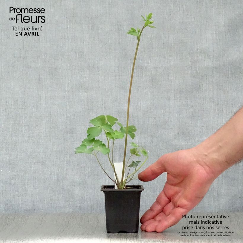 Aquilegia vulgaris William Guiness - Columbine 8/9 cm pot sample as delivered in spring