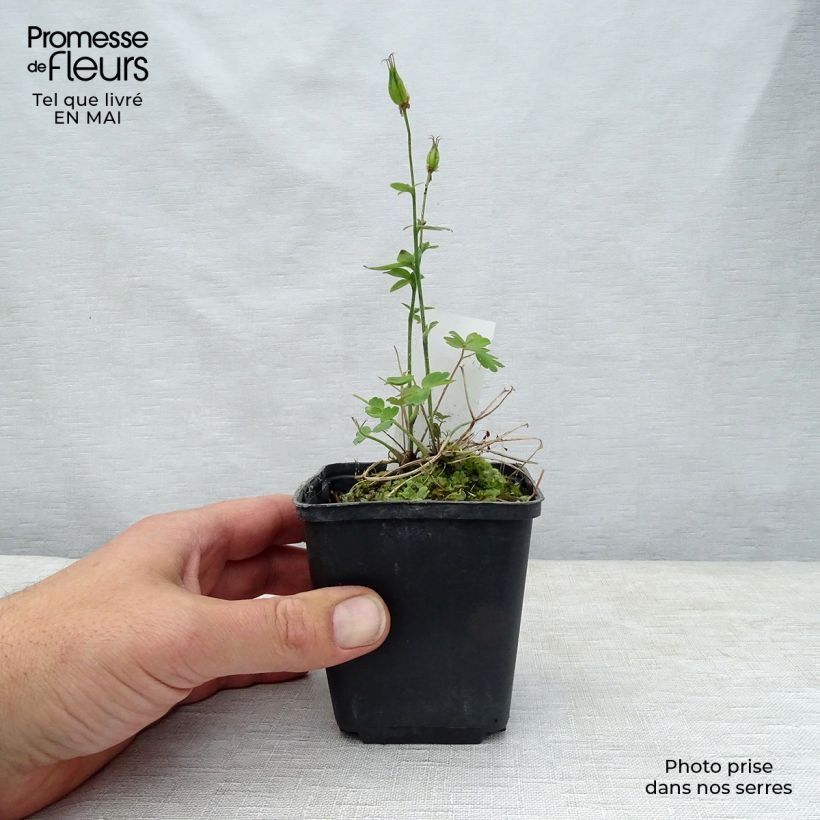 Aquilegia Winky Red-White - Columbine 8/9 cm pot sample as delivered in spring