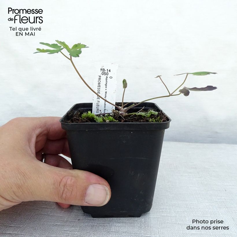 Aquilegia Winky Double Rose White - Columbine 8/9 cm pot sample as delivered in spring