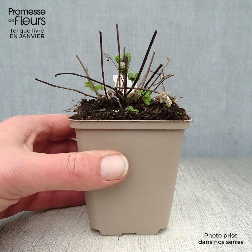 Aquilegia Winky Double Rose White - Columbine 8/9 cm pot sample as delivered in winter