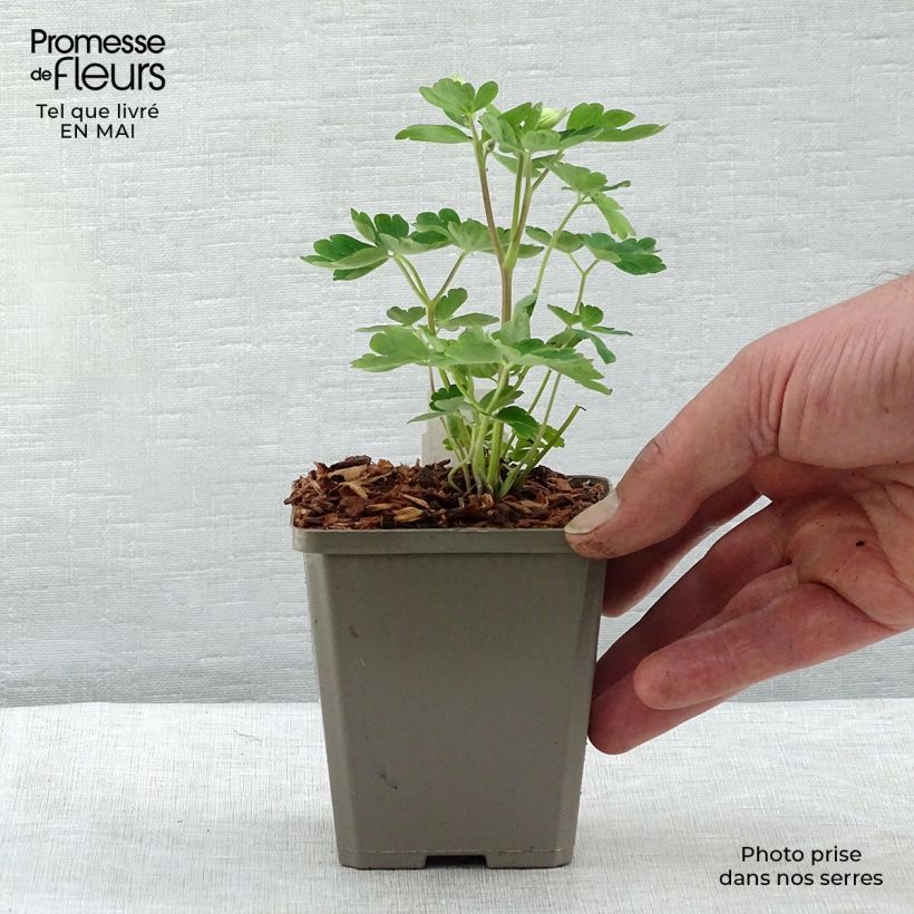 Aquilegia alpina - Columbine 8/9 cm pot sample as delivered in spring