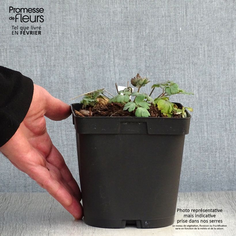 Aquilegia alpina - Columbine 2L/3L pot sample as delivered in winter