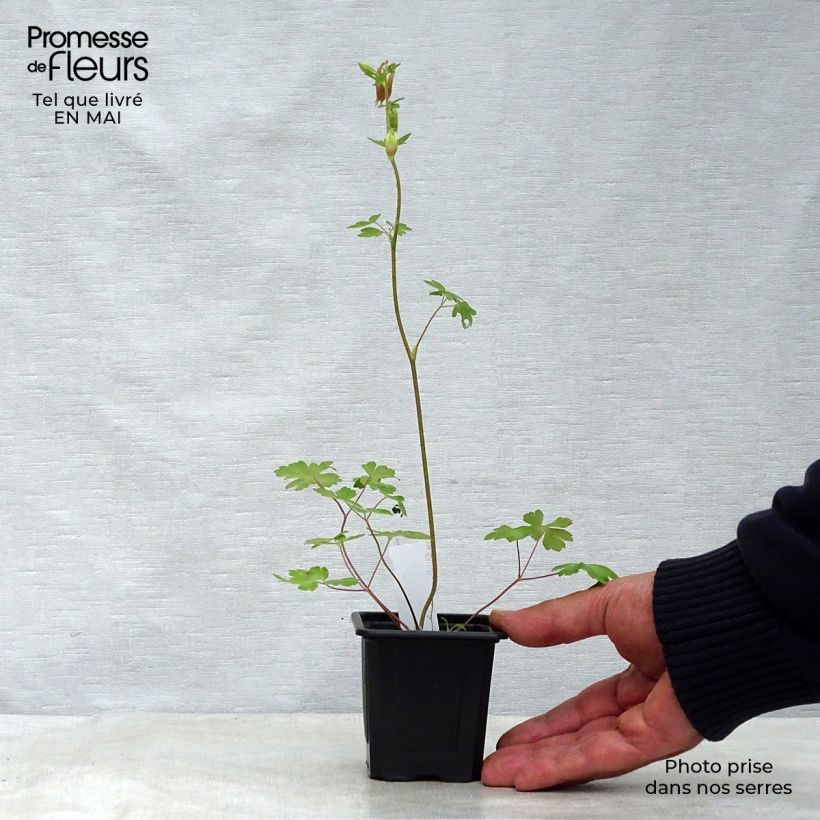 Aquilegia canadensis - Columbine 8/9 cm pot sample as delivered in spring