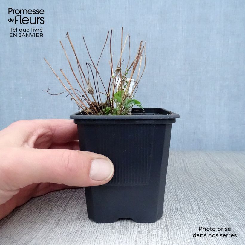 Aquilegia canadensis - Columbine 8/9 cm pot sample as delivered in winter