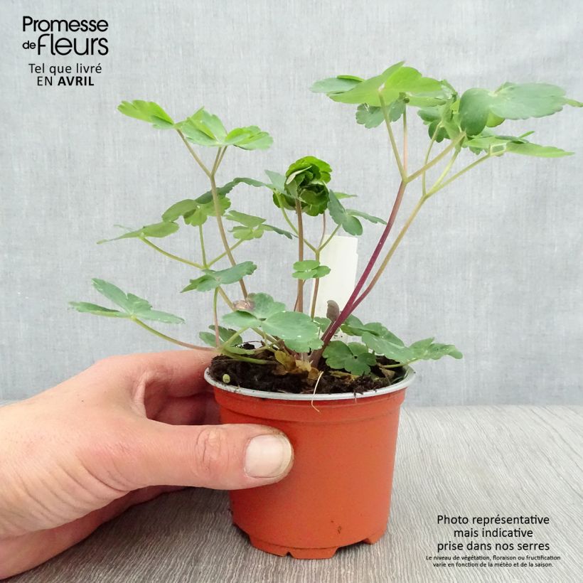 Aquilegia vulgaris var. stellata Black Barlow - Columbine 8/9 cm pot sample as delivered in spring