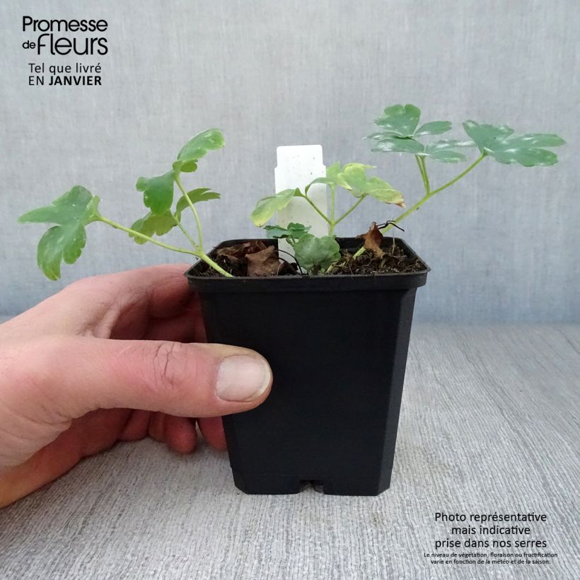 Aquilegia vulgaris Nora Barlow - Columbine 8/9 cm pot sample as delivered in winter