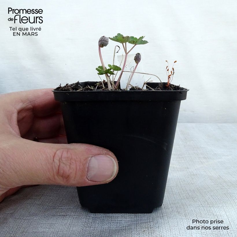 Aquilegia vulgaris var. stellata Rose Barlow - Columbine 8/9 cm pot sample as delivered in spring