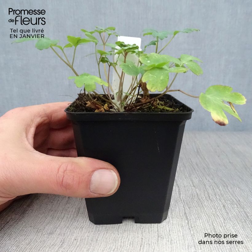 Aquilegia chrysantha Yellow Queen - Columbine 8/9 cm pot sample as delivered in winter