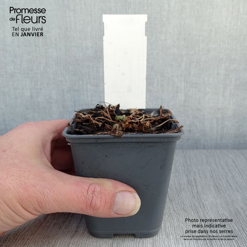 Aquilegia flabellata Cameo Blue and White - Columbine 8/9 cm pot sample as delivered in winter