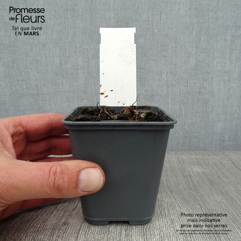 Aquilegia flabellata Cameo White - Columbine 8/9 cm pot sample as delivered in winter