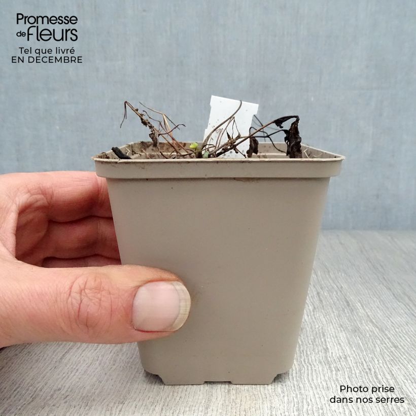 Aquilegia flabellata Ministar - Columbine 8/9 cm pot sample as delivered in winter