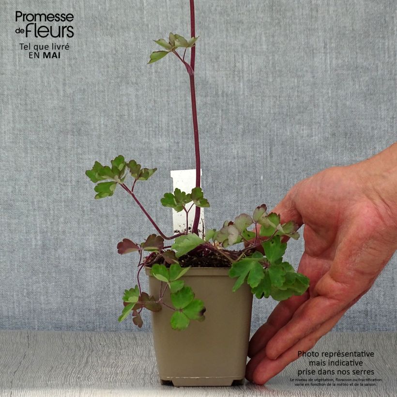 Aquilegia vulgaris Ruby Port - Columbine 8/9 cm pot sample as delivered in spring