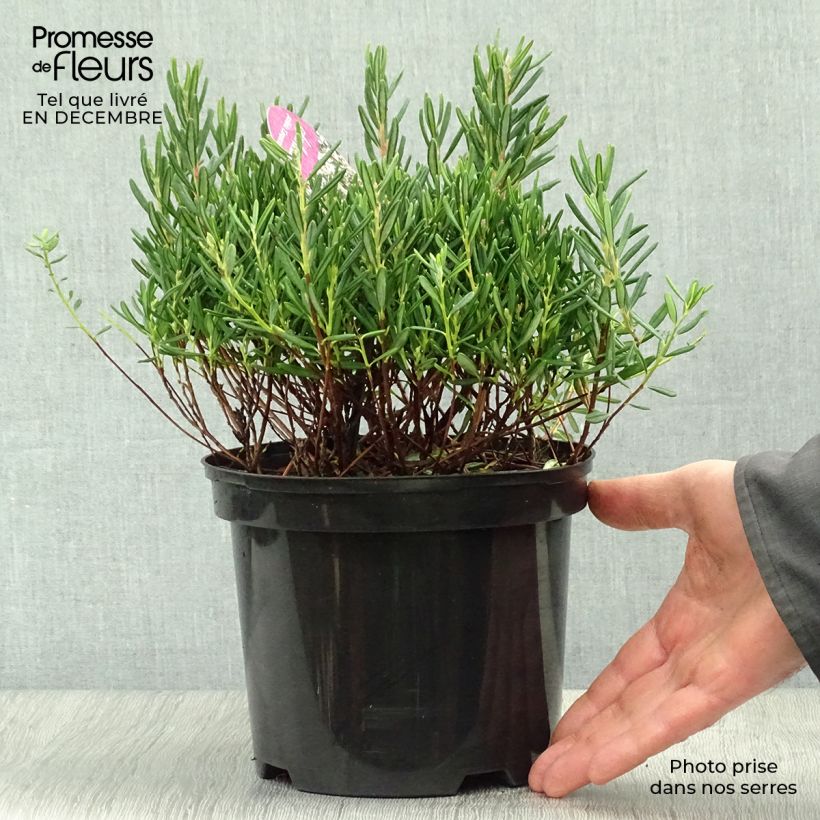 Andromeda polifolia Compacta 2L/3L pot sample as delivered in winter