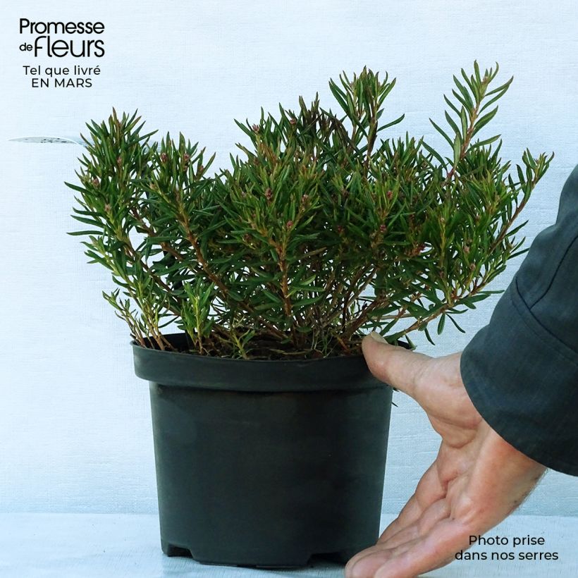 Andromeda polifolia Nikko 2L/3L pot sample as delivered in spring