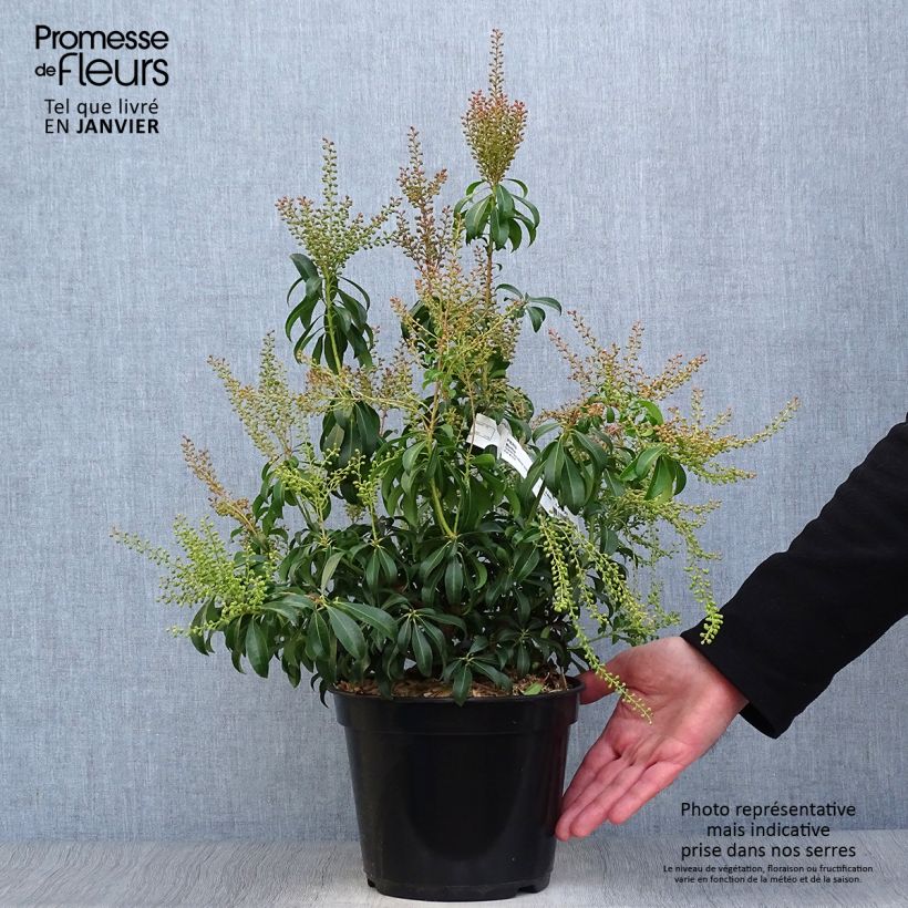 Pieris japonica Bonfire - Japanese Andromeda 3L/4L pot sample as delivered in winter