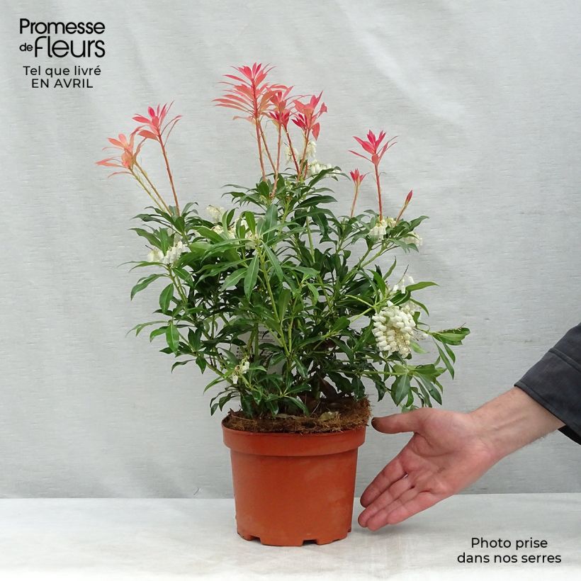 Japanese Andromeda - Pieris japonica Forest Flame 2L/3L pot sample as delivered in spring