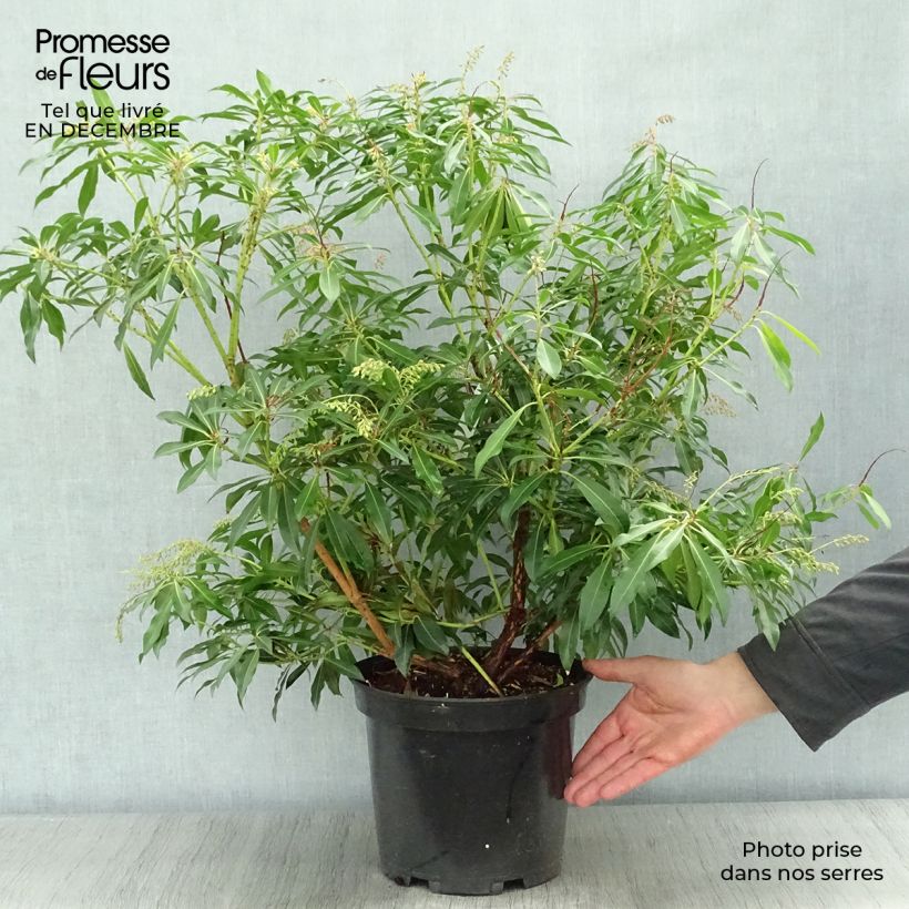 Japanese Andromeda - Pieris japonica Forest Flame 7.5L/10L pot sample as delivered in winter
