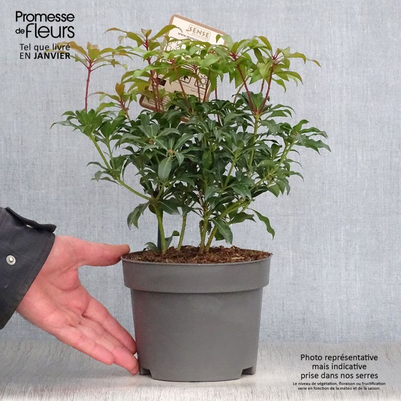 Pieris japonica Mountain Fire - Japanese Andromeda 2L/3L pot sample as delivered in winter