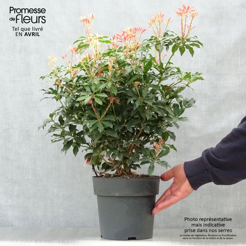Pieris japonica Mountain Fire - Japanese Andromeda 4L/5L pot sample as delivered in spring