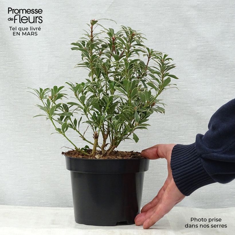 Pieris japonica Carnaval - Japanese Andromeda 2L/3L pot sample as delivered in spring